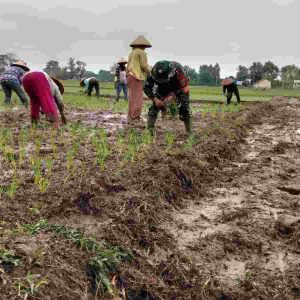 Musim Tanam Tiba, Babinsa Kodim 0421/LS Turun Ke Sawah Bantu Petani Tanam Padi