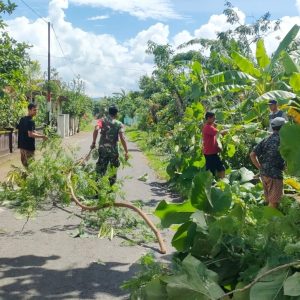 Cegah Pohon Tumbang, Babinsa Ceper Kerja Bakti Pangkas Pohon Bersama Warga