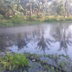 Limbah Pabrik Sawit PT Menggala Sawit Indo Bocor, Cemari Sungai Lingai