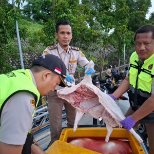 Upaya Penyelundupan Karkas Babi Terungkap, Petugas Amankan Ribuan Kilogram Daging Tanpa Dokumen
