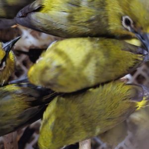 Balai Karantina Hewan, Ikan dan Tumbuhan Lampung Satpel Bakauheni Tahan 464 Burung Tak Berdokumen