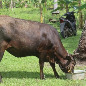 Polisi Patroli dan Kejar Kejaran dengan Pelaku Pencuri Sapi di Lampung Selatan