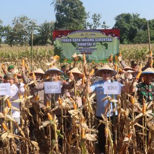 Polres Lamsel Gelar Panen Raya Jagung Serentak Kuartal II Bersama Presiden RI Prabowo Subianto