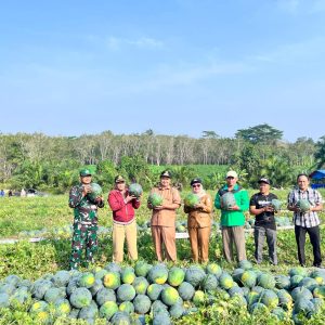 Bumdes Abadi Jaya Panen Semangka Program Ketahanan Pangan