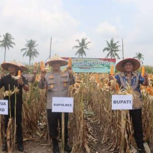 Kapolres Lamsel Laksnakan Panen Raya Jagung Kwartal III Di Desa Bangunrejo-Ketapang