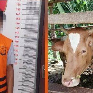 Dari Kasus Pencurian Motor, Polisi Ungkap Pelaku Maling Sapi di Karangsari Kec.Ketapang