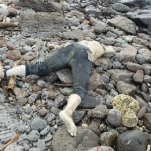 Mayat Diduga Korban Terjun dari KMP Dorothy Di Evakuasi