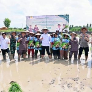 Pemkab Lamsel dan Kejati Lampung Tanam Padi Biosalin, Perkuat Ketahanan Pangan Pesisir