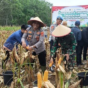 Polres Mesuji Komitmen Mendukung Program Swasembada Panen Raya Jagung Serentak