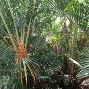 Rumbia di Aceh Barat Tak lagi Berbuah penjualan Rujak  di Meulaboh kurang sedap rasa