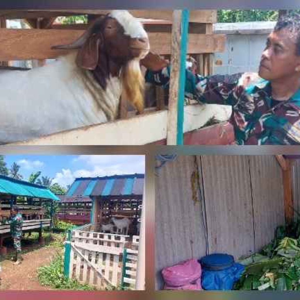 Dukung Ketahanan Pangan, Babinsa Koramil 421-03/Pnh  Beternak Kambing