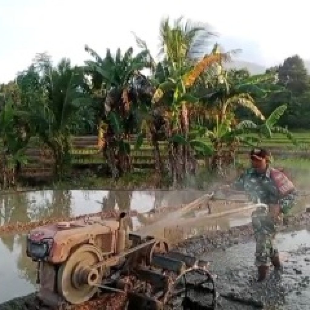 Dukung Ketahanan Pangan, Babinsa Koramil 421-03/Pnh Bantu Petani Bajak Sawah 