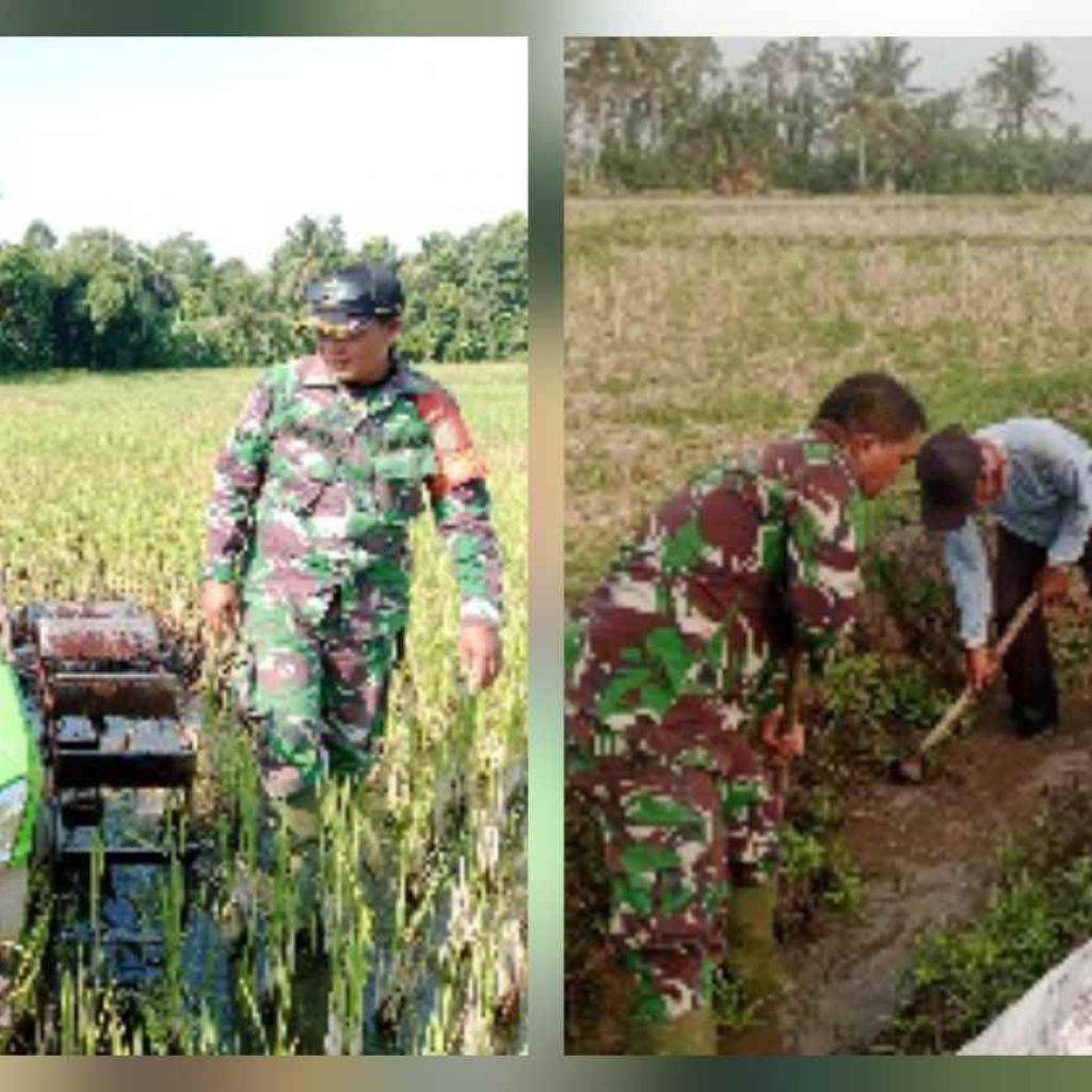 Babinsa Sertu Abdul Hamid Terjun ke Sawah Dampingi Petani Dukung Ketahanan Pangan