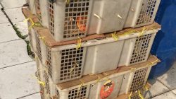 Polisi Amankan 98 Burung Tanpa Dokumen di Pelabuhan Bakauheni